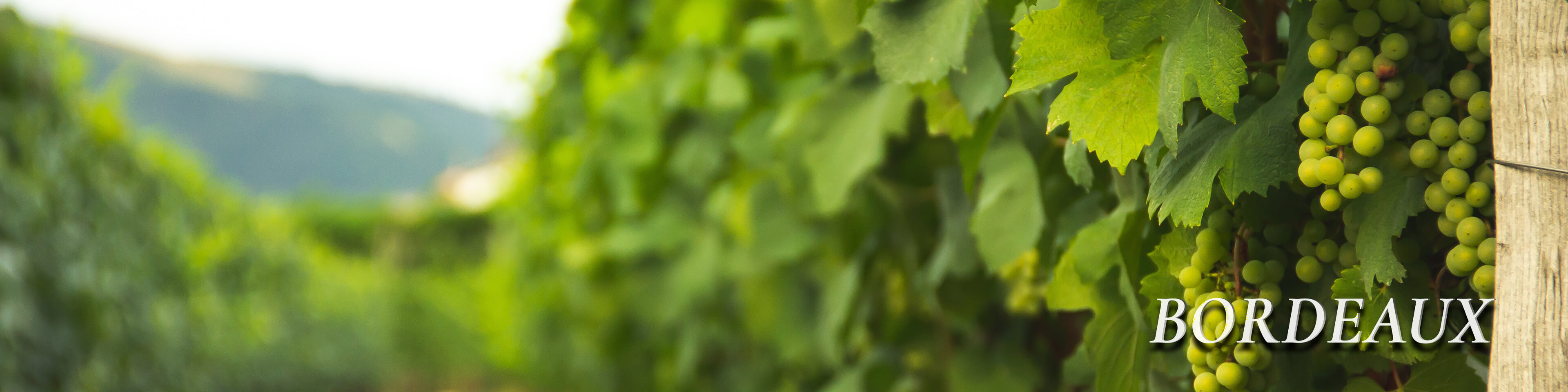 Graves/Bordeaux