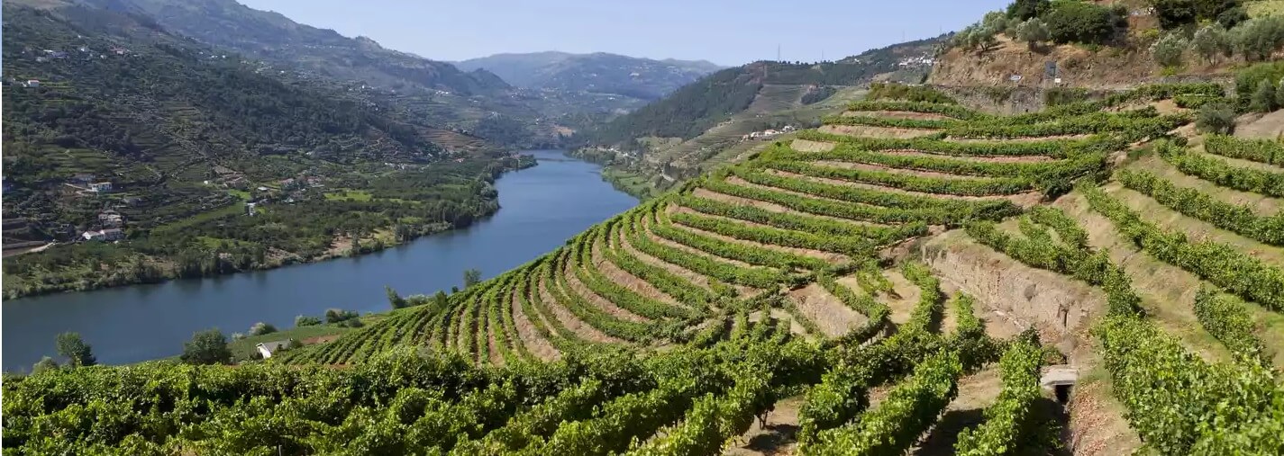 Douro Region Wine