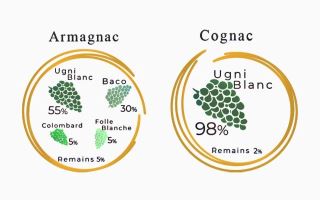 su khac biet giua cognac va armagnac